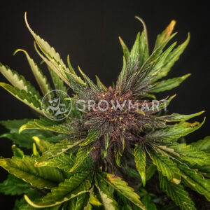 Purplematic_CBD_Autoflowering_semínka_konopí