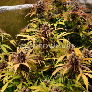 Quick_One_Autoflowering_semínka_konopí