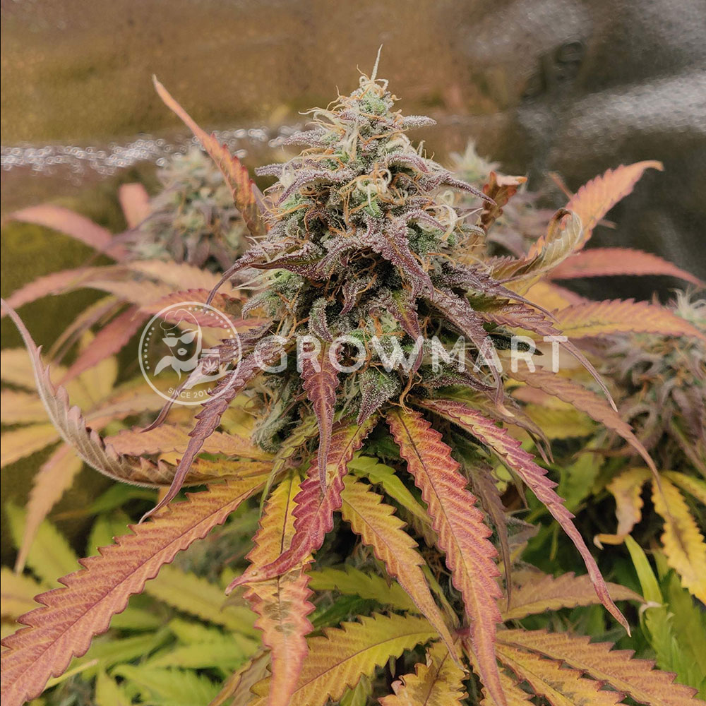 Quick_One_Autoflowering_semínka_konopí