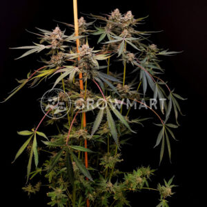 Radical_Juice_Seminka_konopi