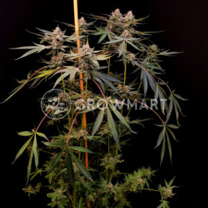 Radical_Juice_seminka_konopi