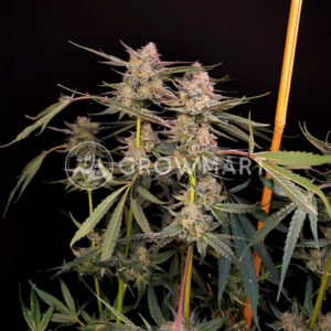 Radical_Juice_Seminka_konopi