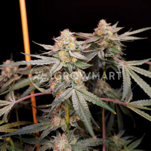 Radical_Juice_seminka_konopi