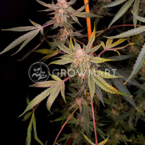 Radical_Juice_Seminka_konopi