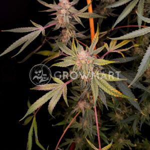 Radical_Juice_seminka_konopi