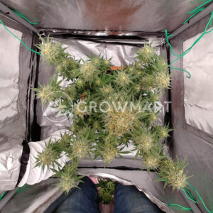 Rainbow_Candy_seminka_konopi