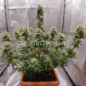 Rainbow_Candy_seminka_konopi