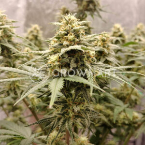 Rainbow_Candy_seminka_konopi