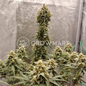 Rainbow_Candy_seminka_konopi