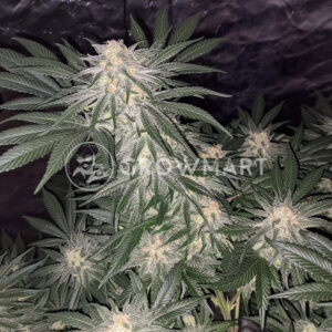 Raspberry_Cough_Feminizovana_seminka_konopi