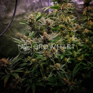 Red_Banana_Berry_Double_XL_Auto_seminka_konopi