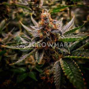 Red_Banana_Berry_Double_XL_Auto_seminka_konopi