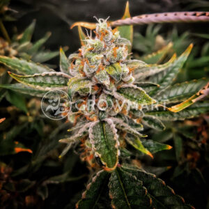 Red_Banana_Berry_Double_XL_Auto_seminka_konopi