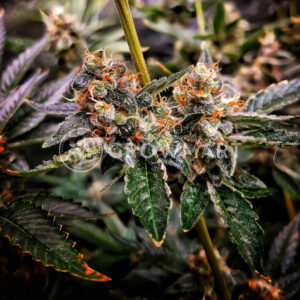 Red_Banana_Berry_Double_XL_Auto_seminka_konopi