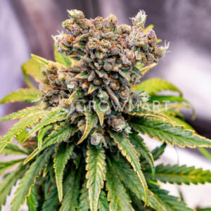 Red_Gorilla_Girl_XL_Auto_Seminka_Konopi_4