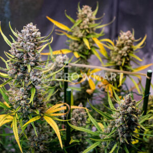 Red_Gorilla_Girl_XL_Auto_Seminka_Konopi_5