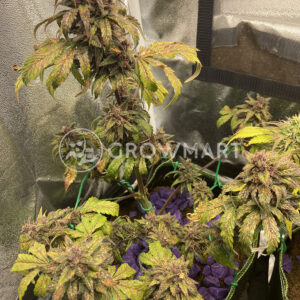 seminka_konopi_Red_Jack_Auto