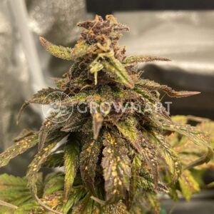 seminka_konopi_Red_Jack_Auto