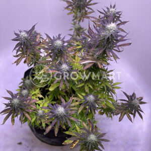 Red_Poison_Auto_Autoflowering_semínka_konopí