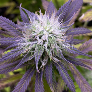 Red_Poison_Auto_Autoflowering_semínka_konopí