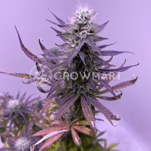 Red_Poison_Auto_Autoflowering_semínka_konopí