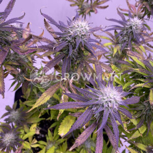 Red_Poison_Auto_Autoflowering_semínka_konopí