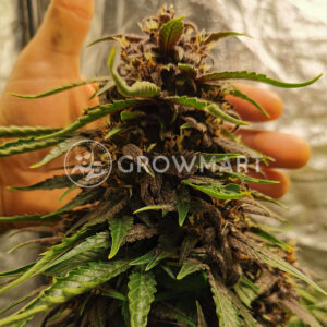 Red_Pure_Auto_CBD_Autoflowering_semínka_konopí