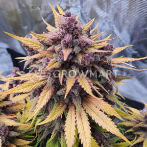 Red_Strawberry_Banana_Auto_Seminka_Konopi_1