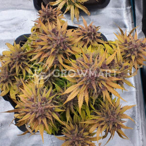 Red_Strawberry_Banana_Auto_Seminka_Konopi_2