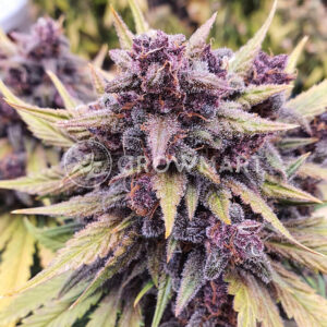 Red_Strawberry_Banana_Auto_Seminka_Konopi_3