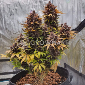 Red_Strawberry_Banana_Auto_Seminka_Konopi_4