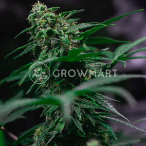 Royal_AK_Automatic_Autoflowering_semínka_konopí