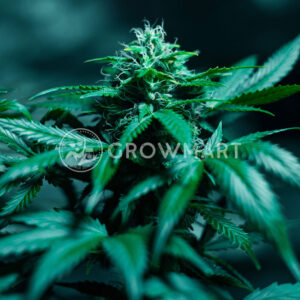 Royal_AK_Automatic_Autoflowering_semínka_konopí