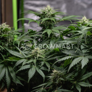 Royal_AK_Automatic_Autoflowering_semínka_konopí
