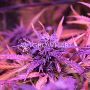 Royal_Bluematic_Autoflowering_semínka_konopí