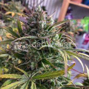 Royal_Cheese_Automatic_Autoflowering_semínka_konopí