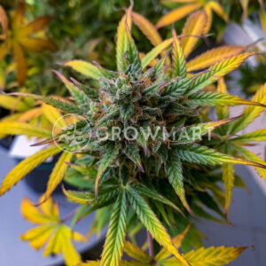 Royal_Cheese_Automatic_Autoflowering_semínka_konopí