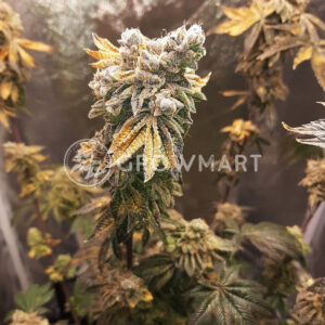 Royal_Cookies_Royal_Cheese_Fast_Feminizovaná_semínka_konopí
