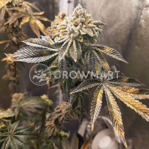 Royal_Cookies_Royal_Cheese_Fast_Feminizovaná_semínka_konopí
