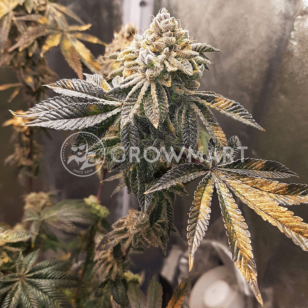 Royal_Cookies_Royal_Cheese_Fast_Feminizovaná_semínka_konopí