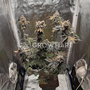 Royal_Cookies_Royal_Cheese_Fast_Feminizovaná_semínka_konopí