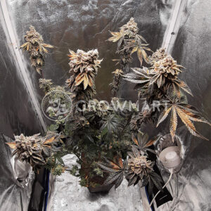 Royal_Cookies_Royal_Cheese_Fast_Feminizovaná_semínka_konopí