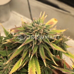 Royal_Creamatic_Autoflowering_semínka_konopí