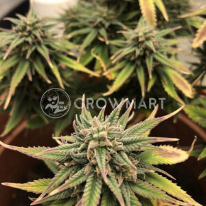 Royal_Creamatic_Autoflowering_semínka_konopí