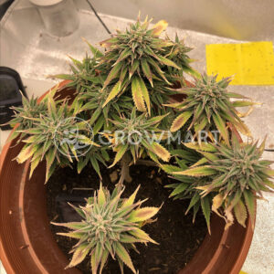 Royal_Creamatic_Autoflowering_semínka_konopí