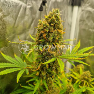 Royal_Critical_Automatic_Autoflowering_semínka_konopí
