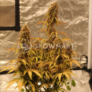 Royal_Dwarf_Autoflowering_semínka_konopí