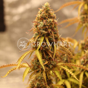 Royal_Dwarf_Autoflowering_semínka_konopí