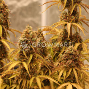 Royal_Dwarf_Autoflowering_semínka_konopí