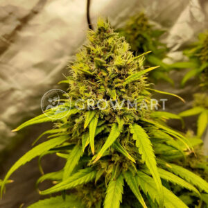 Royal_Gorilla_Automatic_Autoflowering_semínka_konopí